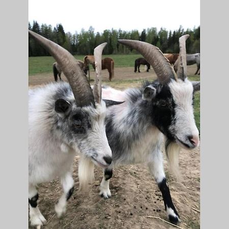 Egen Villa Pa Islandshastgard Riddarhyttan Esterno foto